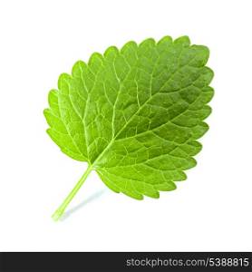 Fresh green melissa leaf isolated on white background