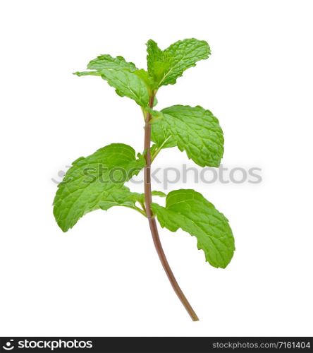 fresh green mint leaves isolated on white background