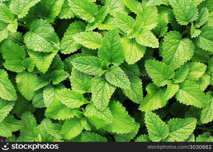 Fresh green mint plants in growth at field