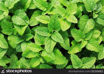 Fresh green mint plants in growth at field