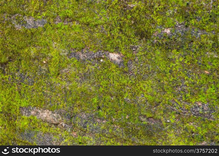 Fresh Green moss on a old brick wall. Polonnaruwa