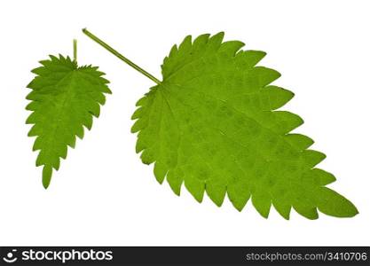Fresh green nettle isolated on a white