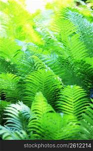 Fresh green of a fern