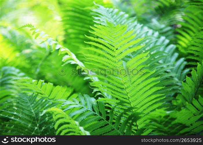 Fresh green of a fern