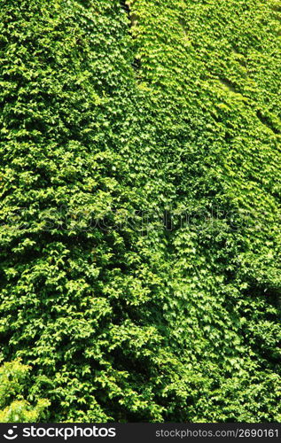 Fresh green of ivy