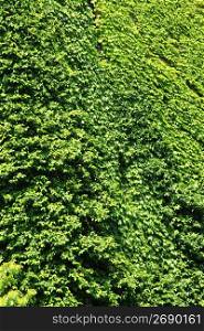 Fresh green of ivy