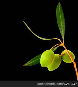 Fresh green olive branch isolated on black background