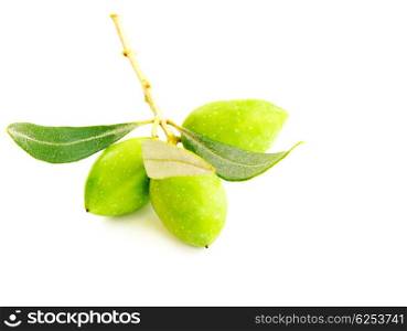Fresh green olive branch isolated on white background