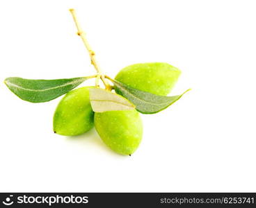 Fresh green olive branch isolated on white background