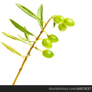 Fresh green olive branch isolated on white background, seasonal healthy fruit, food ingredient, harvest