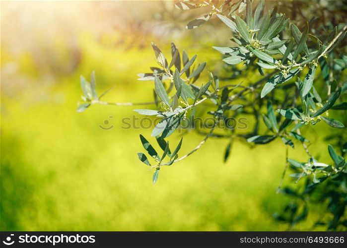 Fresh green olive tree branches over bokeh grass background in sunny day, agricultural culture, olives production, beauty of Mediterranean countryside. Fresh green olive tree branches