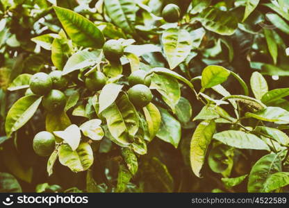 Fresh Green Oranges In Tree