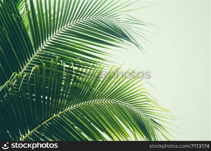 Fresh green palm leaf on coconut tree background tropical plant leaves