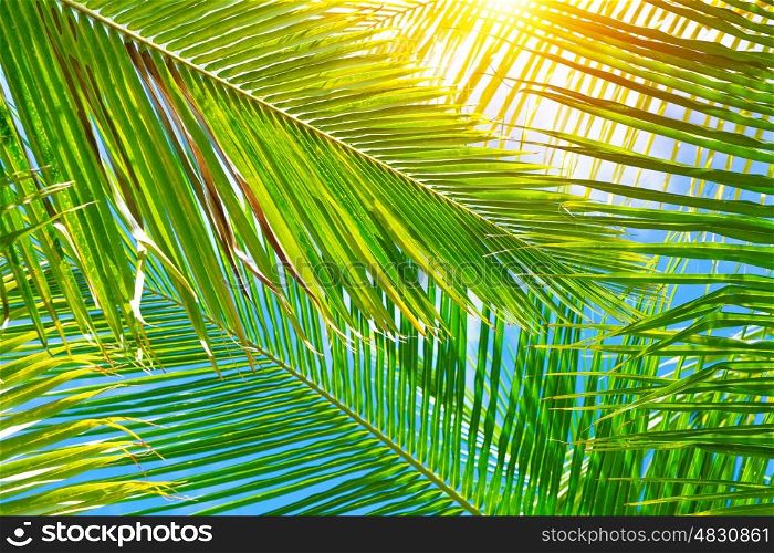 Fresh green palm leaves background, bright sun light through exotic foliage, beauty of tropical nature, summer vacation concept
