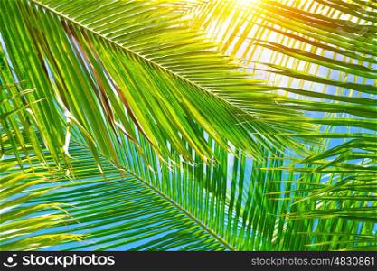 Fresh green palm leaves background, bright sun light through exotic foliage, beauty of tropical nature, summer vacation concept
