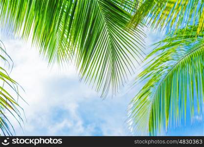 Fresh green palm tree foliage border on blue sky background, card with beautiful floral pattern, tropical nature, luxury summer resort