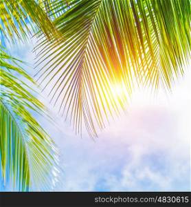 Fresh green palm tree leaves border on blue cloudy sky background, sunny day, beautiful natural wallpaper, summer holidays concept