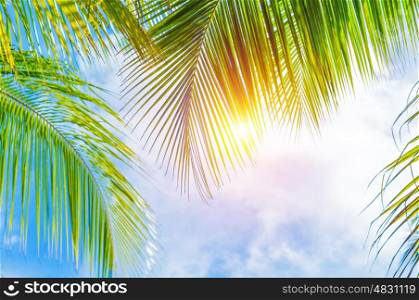 Fresh green palm tree leaves border on blue cloudy sky background, sunny day, beautiful natural wallpaper, summer holidays concept