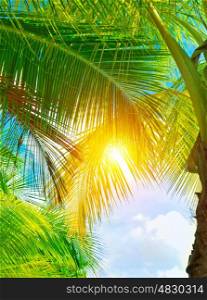 Fresh green palm tree leaves, bright yellow sun light through exotic foliage, beauty of tropical nature, summer holidays concept