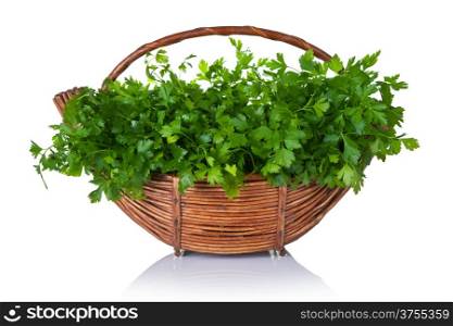 Fresh green parsley bunch in basket on white background