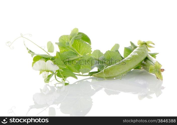 Fresh green pea pod on white background