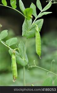 Fresh green pea pods growing in the garden