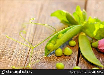 Fresh green peas pods on a wooden table