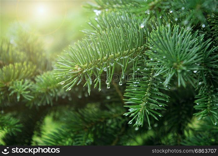 Fresh green pine branches with raindrops and sunlight, close-up