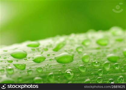 fresh green plant leaf with water drops close up