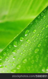 fresh green plant leaf with water drops close up