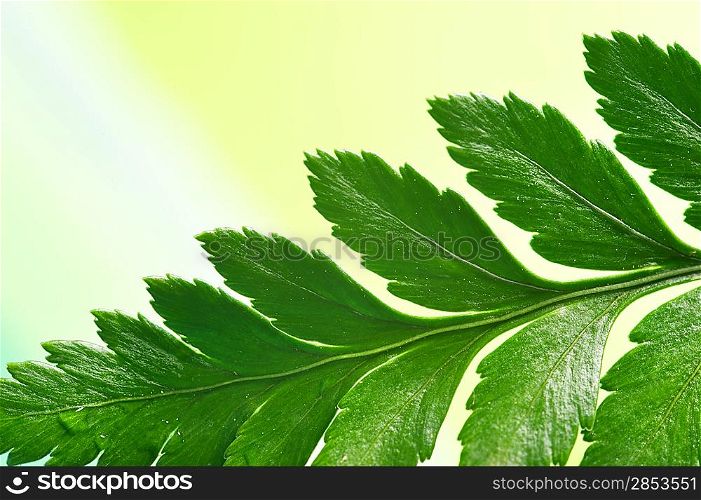 Fresh green plant over abstract background