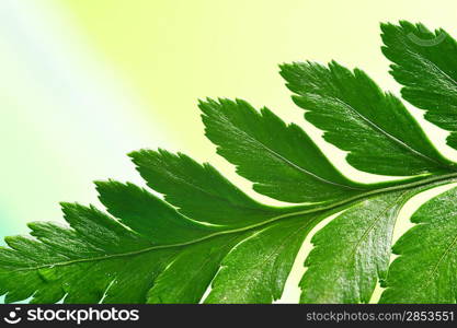 Fresh green plant over abstract background