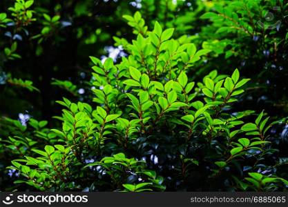fresh green plant texture background