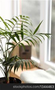 Fresh green plant with thin leaves in a vase on the white windowsill. home comfort. selective focus.. Fresh green plant with thin leaves in a vase on the white windowsill. home comfort. selective focus