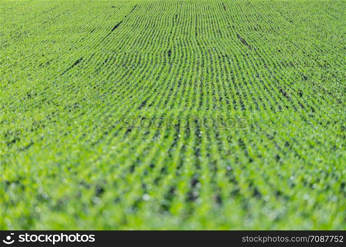 Fresh green plants on an agriculture field