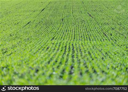 Fresh green plants on an agriculture field