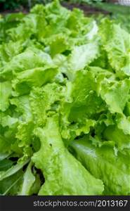 fresh green romaine lettuce closu-up