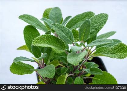 Fresh green sage salvia leaves close up