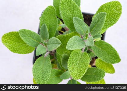 Fresh green sage salvia leaves close up