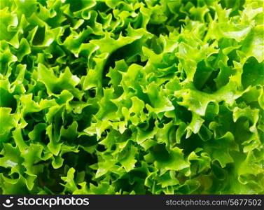 fresh green salad as background