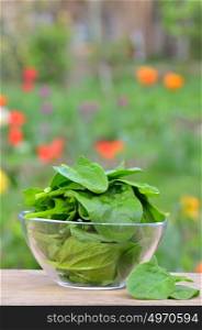 fresh green spinach in garden