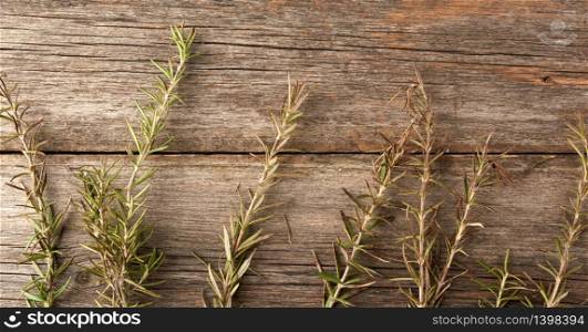 fresh green sprigs of rosemary tied with a brown rope and lie on a gray wooden table from old boards, top view, aromatic spice