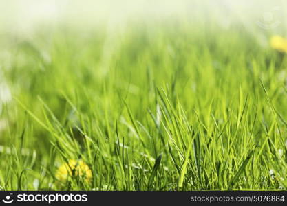 Fresh green spring grass. Fresh green spring grass and yellow dandelion flowers nature background