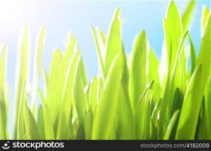 fresh green spring grass illuminated by sun beams