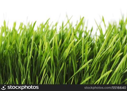Fresh green spring grass isolated on white background