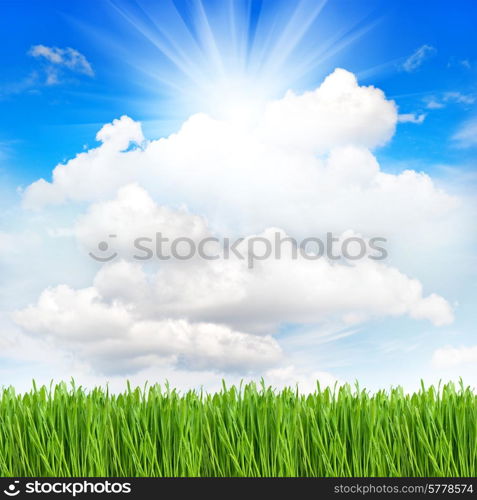 fresh green spring grass with water drops over perfect cloudy blue sky background. environment concept