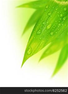 Fresh green spring leaves border, with water drops isolated on white background
