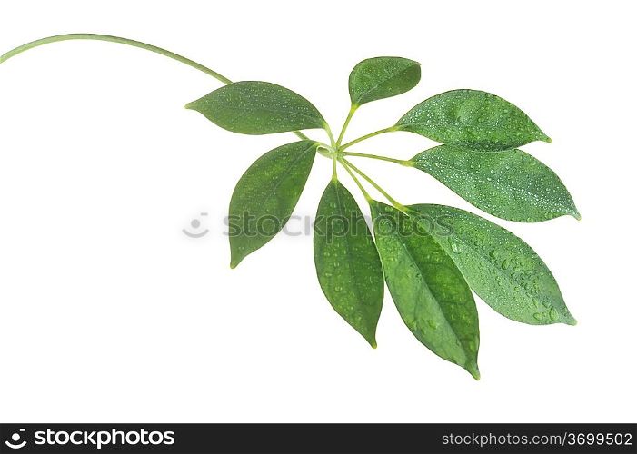 fresh green stem with leaves