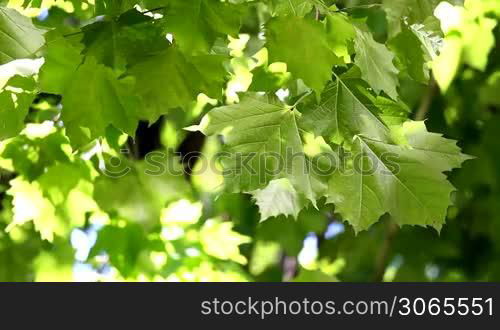 Fresh green sycamore leaves