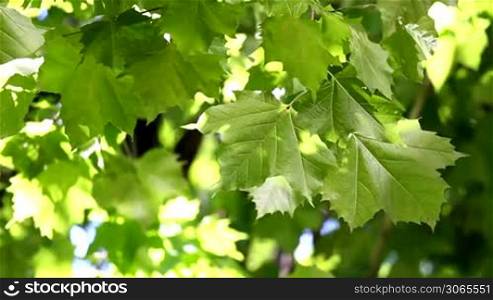 Fresh green sycamore leaves